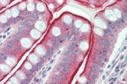 MUCDHL Antibody, Novus Biologicals 50 &mu;g; Unconjugated:Antibodies, Polyclonal